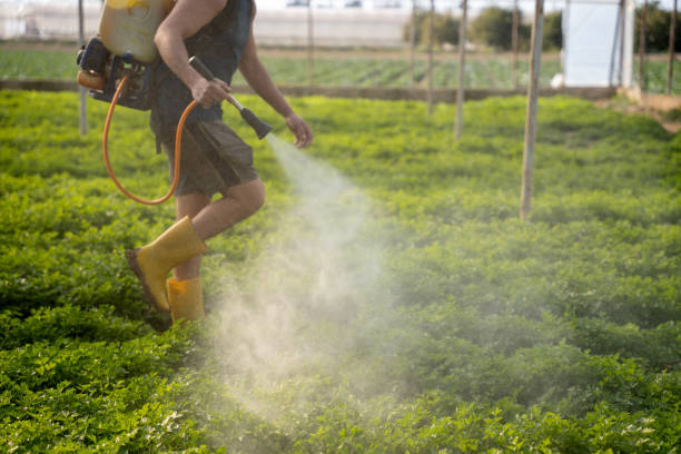 Best Wasp Removal Services  in Wamac, IN