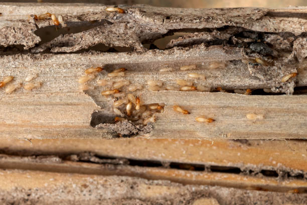Best Insect Control  in Wamac, IN